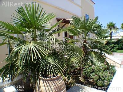 Aegean Houses 32